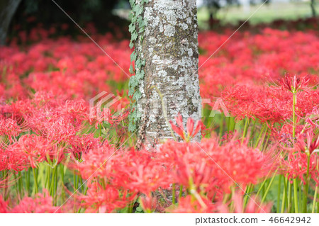 Cluster amaryllis higanbana full bloom september flower natsumori old tomb group 46642942