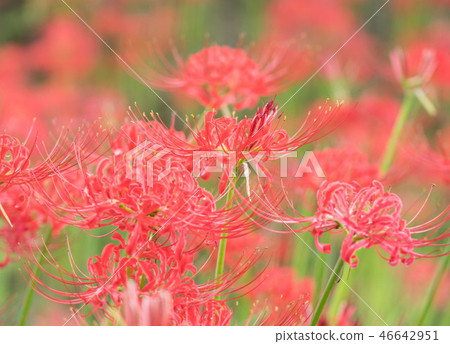 Cluster Amaryllis Higanbana Full Bloom Stock Photo