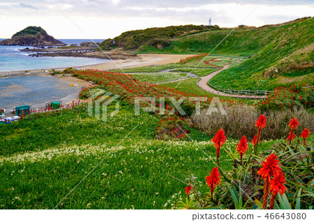 Shimoda Narcissus 46643080