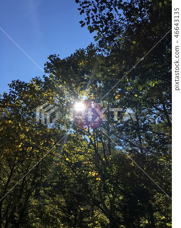 Sunbeams 6 46643135