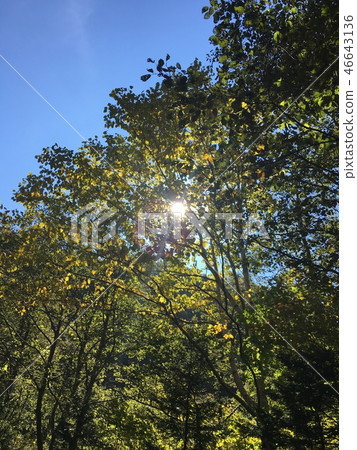 Sunlight 7 Sunlight 7 46643136