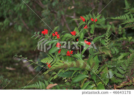 Senryou reflected in the Japanese garden of the ancient capital Nara, Yoshijoen Senryou reflected in the Japanese garden of the ancient capital Nara, Yoshijoen 46643178