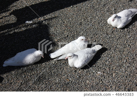 ♪ Poppo is ♪ Poppo... Dove... ♪ Poppo is ♪ Poppo... Dove... 46643383
