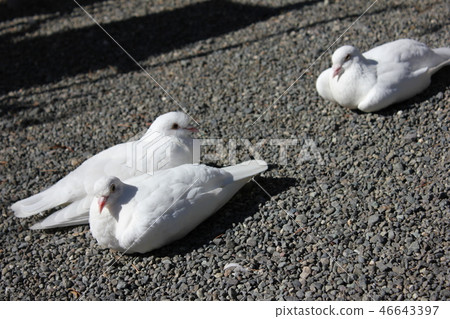 ♪ Poppo is ♪ Poppo... Dove... 46643397