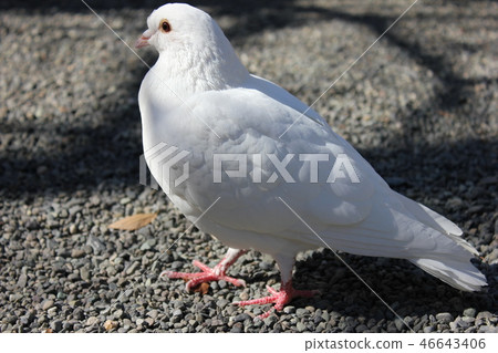 ♪ Poppo is ♪ Poppo... Dove... ♪ Poppo is ♪ Poppo... Dove... 46643406