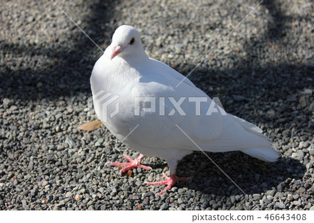 ♪ Poppo is ♪ Poppo... Dove... ♪ Poppo is ♪ Poppo... Dove... 46643408