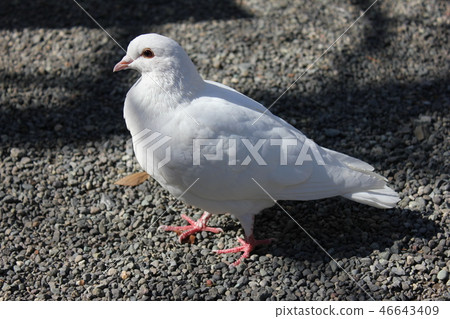 ♪ Poppo is ♪ Poppo... Dove... 46643409
