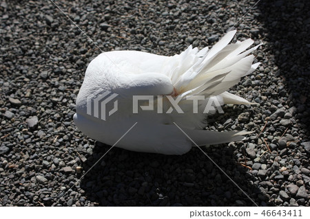 ♪ Poppo is ♪ Poppo... Dove... ♪ Poppo is ♪ Poppo... Dove... 46643411