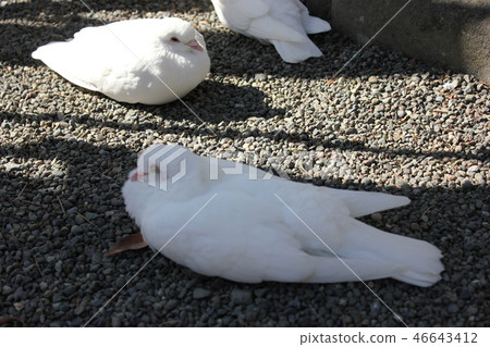 ♪ Poppo is ♪ Poppo... Dove... 46643412