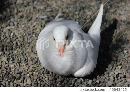 ♪ Poppo is ♪ Poppo... Dove... ♪ Poppo is ♪ Poppo... Dove... 46643415