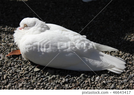 ♪ Poppo is ♪ Poppo... Dove... 46643417