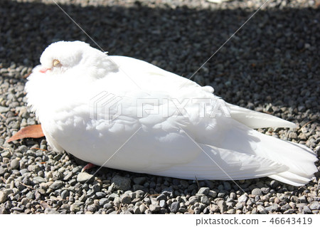 ♪ Poppo is ♪ Poppo... Dove... ♪ Poppo is ♪ Poppo... Dove... 46643419