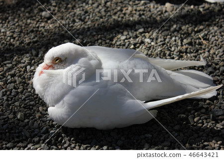 ♪ Poppo is ♪ Poppo... Dove... 46643421