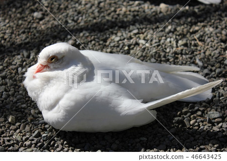 ♪ Poppo is ♪ Poppo... Dove... ♪ Poppo is ♪ Poppo... Dove... 46643425