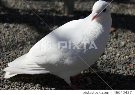 ♪ Poppo is ♪ Poppo... Dove... 46643427