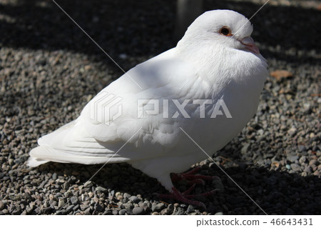 ♪ Poppo is ♪ Poppo... Dove... 46643431