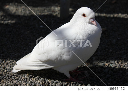 ♪ Poppo is ♪ Poppo... Dove... ♪ Poppo is ♪ Poppo... Dove... 46643432