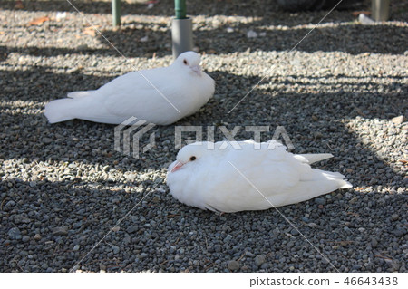 ♪ Poppo is ♪ Poppo... Dove... 46643438