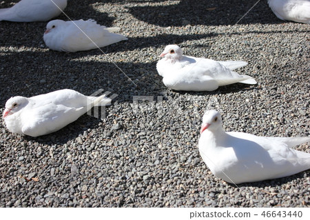 ♪ Poppo is ♪ Poppo... Dove... ♪ Poppo is ♪ Poppo... Dove... 46643440