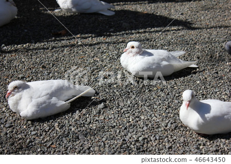 ♪ Poppo is ♪ Poppo... Dove... ♪ Poppo is ♪ Poppo... Dove... 46643450