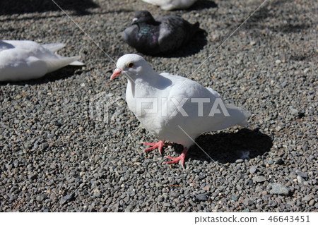 ♪ Poppo is ♪ Poppo... Dove... ♪ Poppo is ♪ Poppo... Dove... 46643451