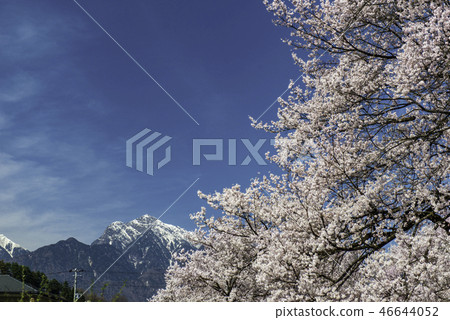 Kai Komagatake和櫻花 Kai Komagatake和櫻花 46644052