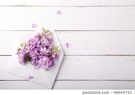 Lilac mattiola flowers 46644742