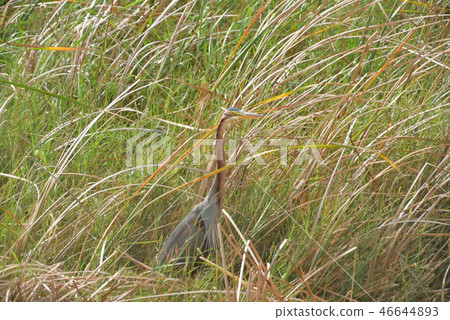 Miyakojima / wild birds in the marsh Miyakojima / wild birds in the marsh 46644893
