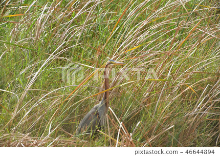Miyakojima / wild birds in the marsh 46644894