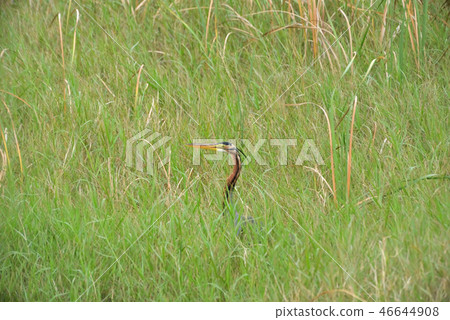 宮古島/野生鳥類在沼澤地 宮古島/野生鳥類在沼澤地 46644908