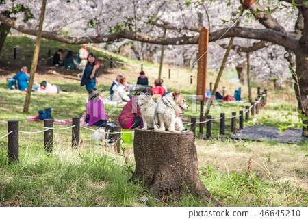 [根岸森林公園染井吉野] 46645210