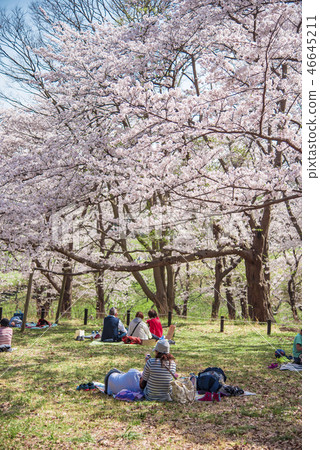 [根岸森林公園染井吉野] 46645211