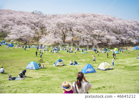 [根岸森林公園染井吉野] 46645212