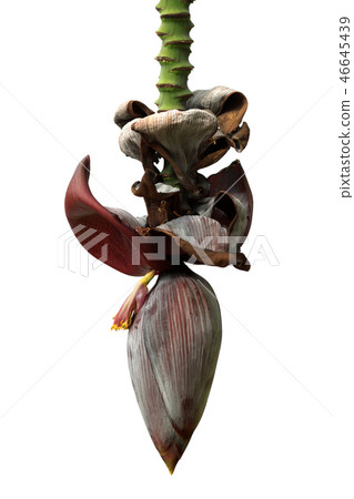 Flowers and stem of banana tree isolated on white Flowers and stem of banana tree isolated on white 46645439
