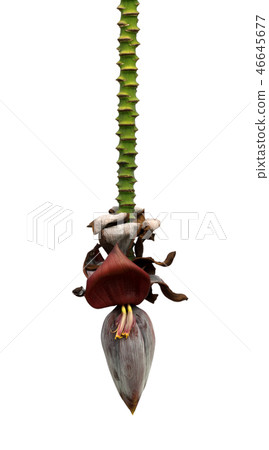 Hanging flowers on stem of banana tree Hanging flowers on stem of banana tree 46645677