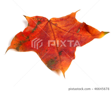 Autumn red maple leaf Autumn red maple leaf 46645678
