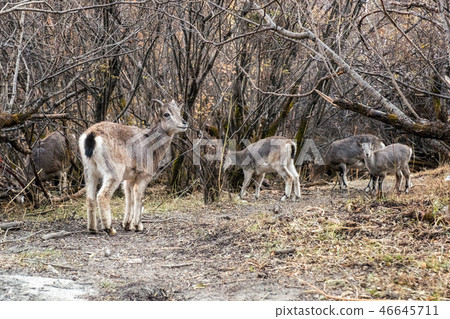 Herd young brown chamois eating grass 46645711