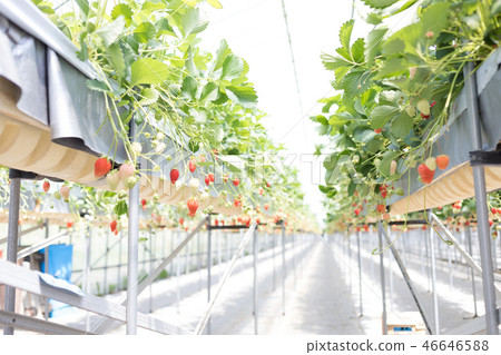 Strawberry picking 46646588