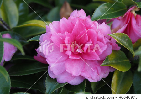Sasanqua (mountain flower) natural texture Sasanqua (mountain flower) natural texture 46646973