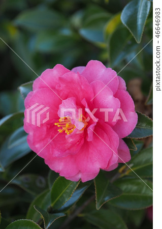 Sasanqua (mountain flower) natural texture Sasanqua (mountain flower) natural texture 46646983