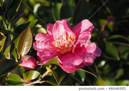 Sasanqua（山花）自然紋理 46646985