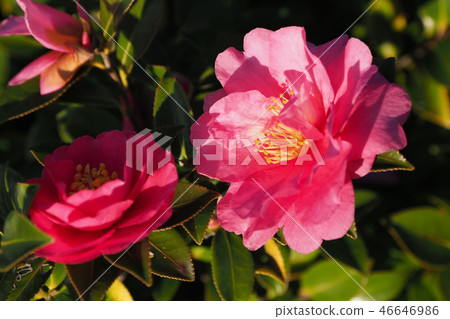 Sasanqua（山花）自然紋理 46646986