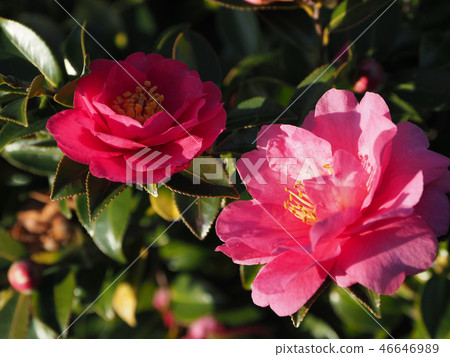 Sasanqua (mountain flower) natural texture Sasanqua (mountain flower) natural texture 46646989