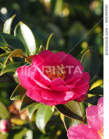 Sasanqua (mountain flower) natural texture 46646990