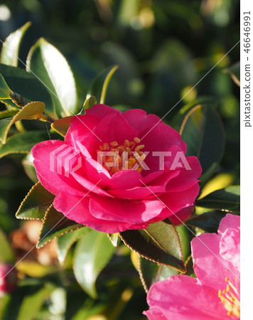 Sasanqua (mountain flower) natural texture 46646991