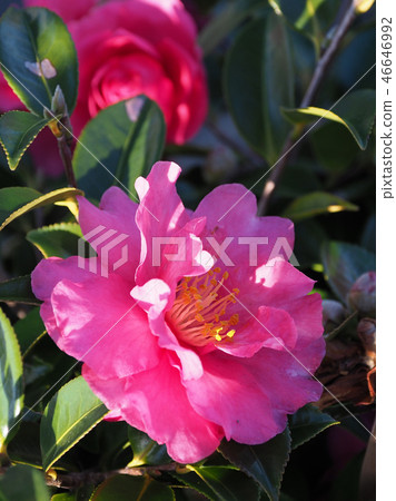 Sasanqua (mountain flower) natural texture 46646992