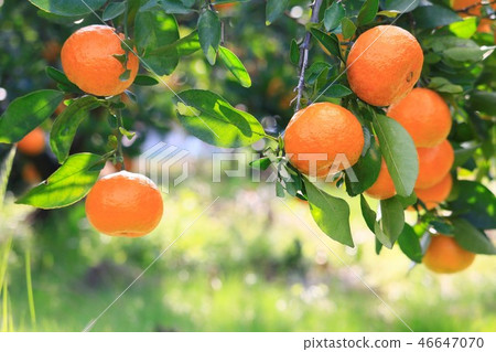 Mandarin orange field 46647070