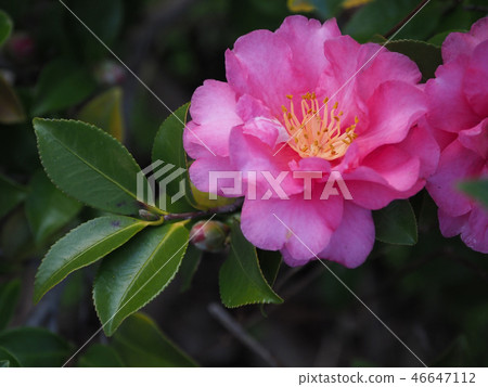 Sasanqua (mountain flower) natural texture Sasanqua (mountain flower) natural texture 46647112
