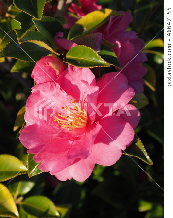 Sasanqua (mountain flower) natural texture Sasanqua (mountain flower) natural texture 46647155