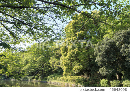 Kitanomaru公園 46648098